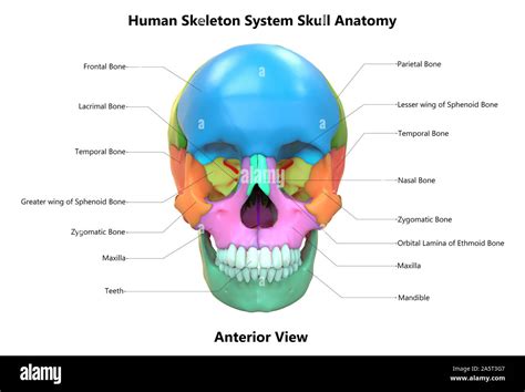 Sistema De Esqueleto Humano Partes Del Cráneo Con Etiquetas Anatomía