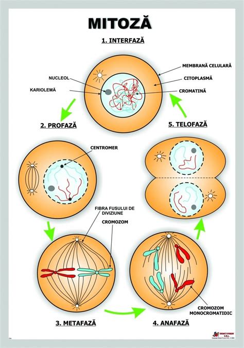 Mitoza • Materialedidacticero