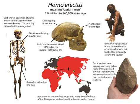 Episode 5 Field Guide Throwing In Human Evolution Past Time Paleo