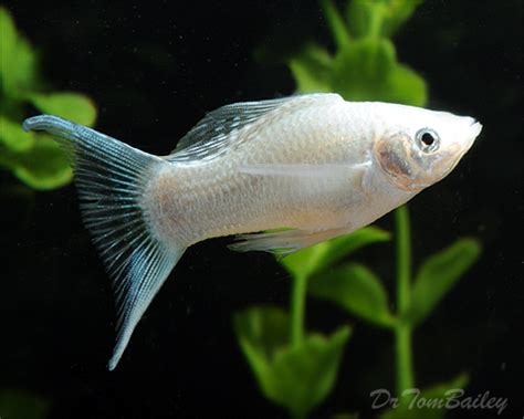 Male mollies usually acquire bolder and brighter color patterns than the female mollies. Baskın birey ise yüzgecini tamamen açar ve diğer bireylere ...