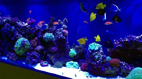 300 Gallon Reef 2 Months Youtube