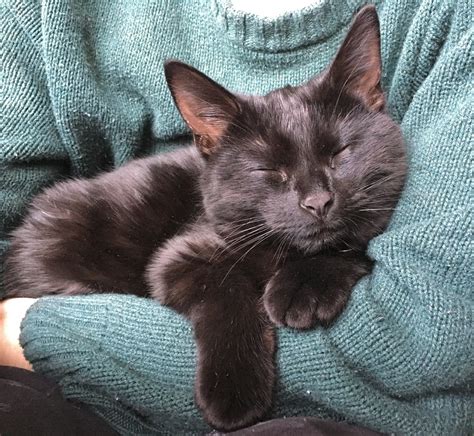A Black Cat Is Sleeping On Someones Arm While They Both Are Wearing