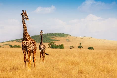 The Mystery Of The Sex Life Of Giraffes Deciphered Archyworldys