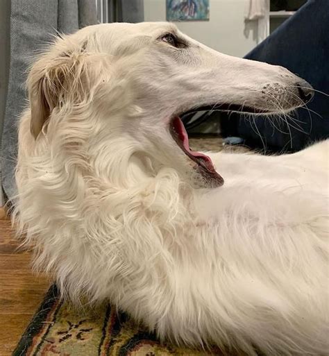 Eris The Borzoi Dog Is Believed To Have The Worlds Longest 122 Inch