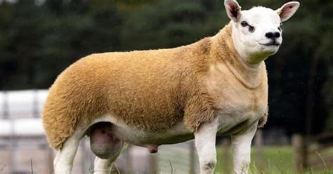Worlds Most Expensive Sheep Has Been Sold For 490000 Pulse Nigeria