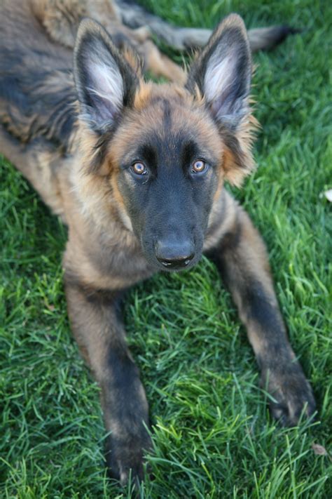 Black German Shepherd Puppies With Blue Eyes For Sale Pets Lovers