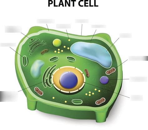 Cross section through a plant cell and surrounding cells. 30 Label The Organelles - Labels Information List