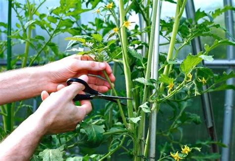 Pruning Tomato Plants For Maximum Yield And Plant Health