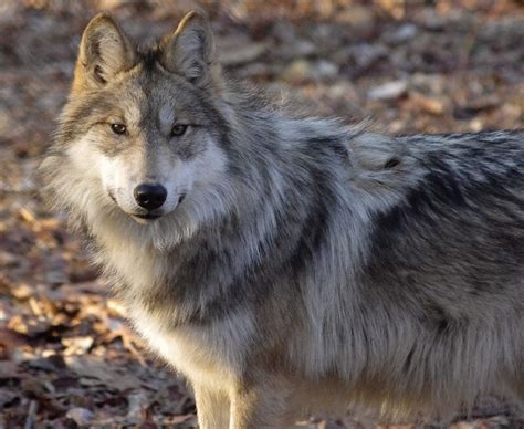 Nina Last Female Mexican Wolf Captured In The Wild