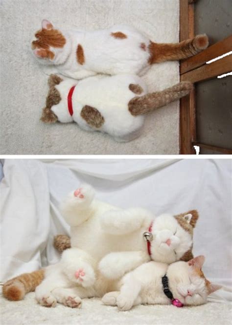 Adorable Animals And Their Favorite Stuffed Friend