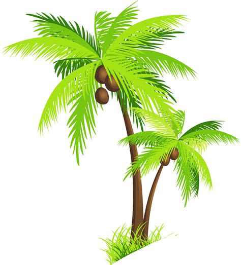 Coconut Tree Palm Photo Clipart Png Transparent Background Free