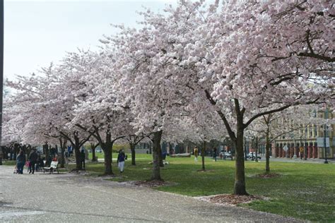 Cherry Blossoms En Tom Mccall Waterfront Park En Portland Oregon