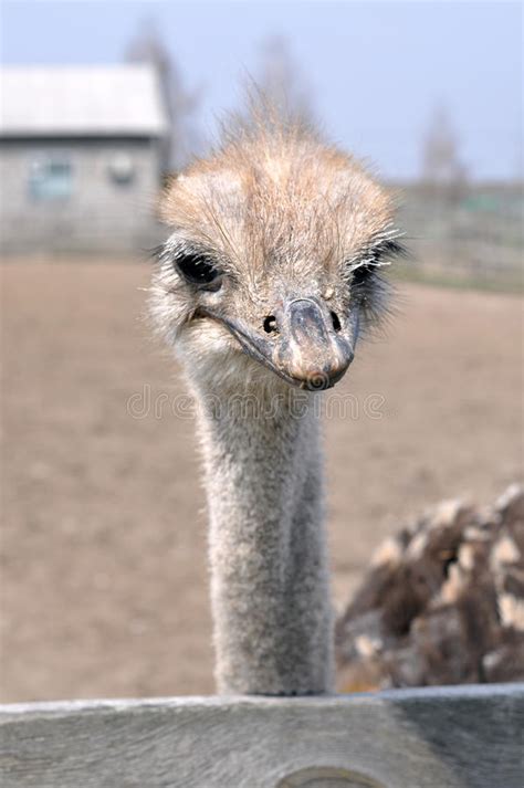 Scared Ostrich Burying Head In Sand Near Blank Stock Image Image Of