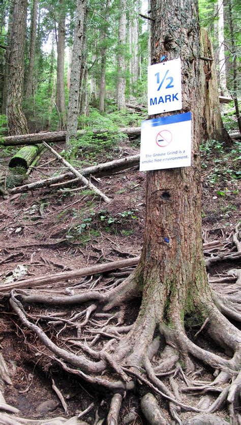 The familiar mountains that surround the city of vancouver are known as the north shore mountains. The Grouse Grind hike at Grouse Mountain in North ...