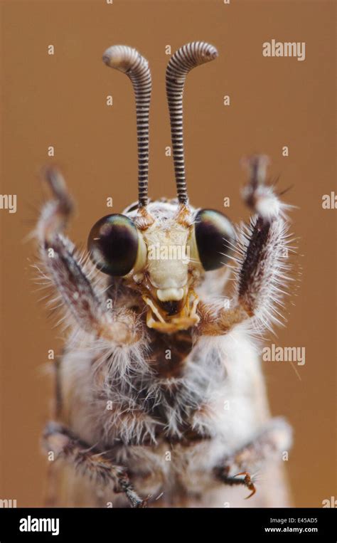 Ant Lion Myrmeleontidae Adult Head Close Up Texas Usa Stock Photo