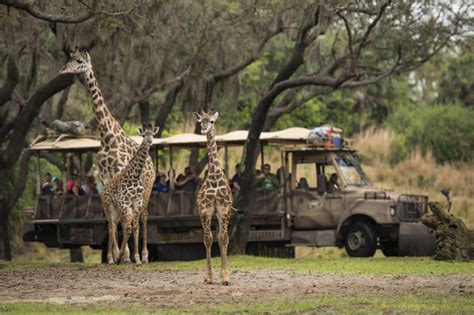 Male Masai Giraffe Calf Makes His Debut On Kilimanjaro Safaris