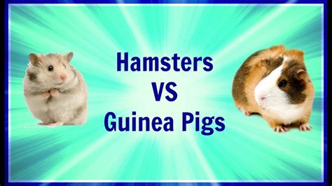 Hamsters Vs Guinea Pigs Similarities And Differences Paigespets