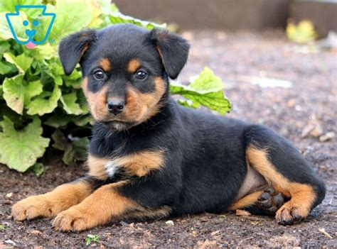 Rottweiler puppies in the directory below: Baby Bop | Rottweiler Mix Puppy For Sale | Keystone Puppies