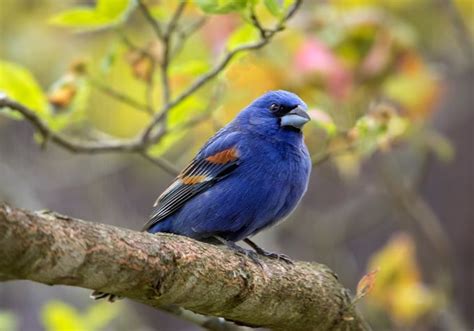 Colorful Birds Photo Contest Winners