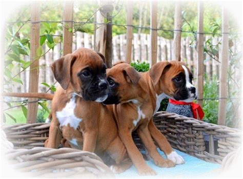 Boxer puppy for sale in chaska, mn, usa. Beautiful Boxer Puppies Available - Philippines Buy and ...
