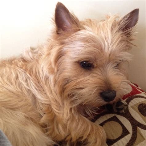 In addition to being ratters, norwiches were norwich and norfolk terriers are so closely related that the akc did not recognize them as separate breeds until 1979. 1000+ images about Norwich Terrier on Pinterest | Puppys, French and Rare breeds