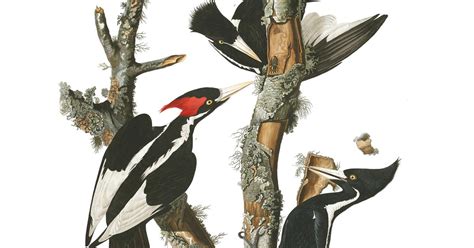ivory billed woodpecker john james audubon s birds of america