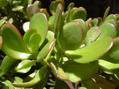 Árbol de Jade significado espiritual y simbolismo para el Feng Shui