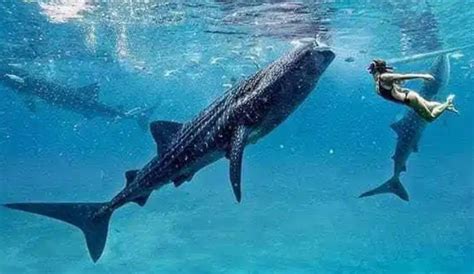 ジンベイザメと泳ぐオスロブツアー セブ島在住ユキオさんのおすすめ1日観光モデルコース＆プラン ロコタビ