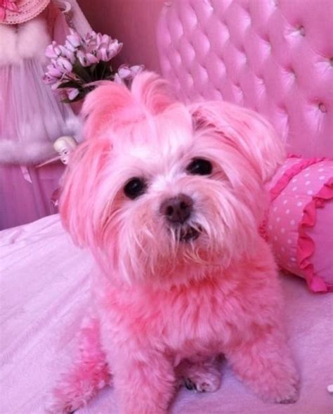 Imagem De Cris Figueiredo Cute Dog Wallpaper Pink Wallpaper Dogs