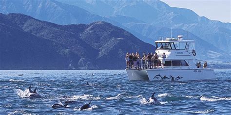 Dolphin Swim Dolphin Watching Tour Kaikoura