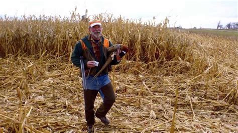 Hunting Wild Pheasant In Idaho Youtube