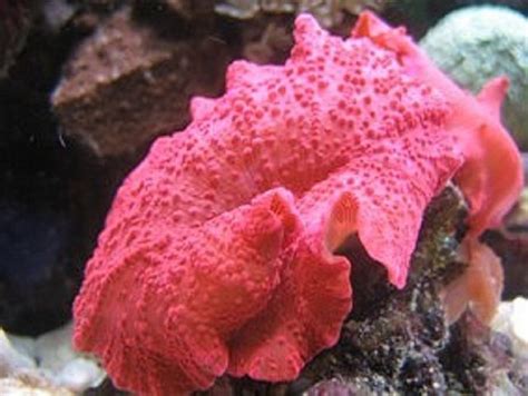 Soft Mushroom Corals Or Disc Anemones Photos