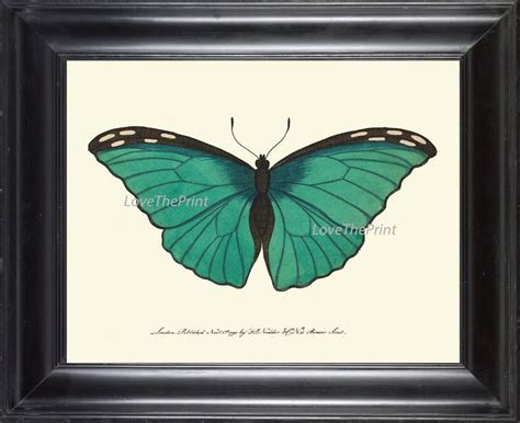 Butterfly Print Botanical Art Print Nod136 Beautiful Aqua Etsy