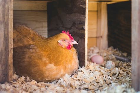 Chicken Nesting Boxes 13 Free Diy Plans And Instructions Chickens And More