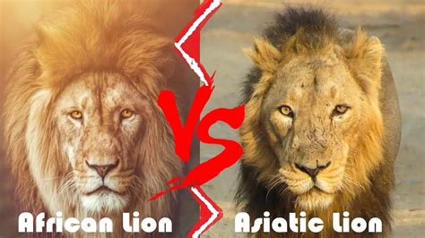 African Lion VS Asiatic Lion Who Would Win African Lion And Asiatic