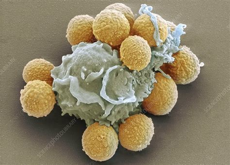 Phagocytosis Of Fungal Spores Sem Stock Image P2660125 Science
