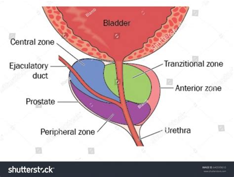 Prostate Gland Showing Position Relative Bladder Stock Vector Best Diagram Collection
