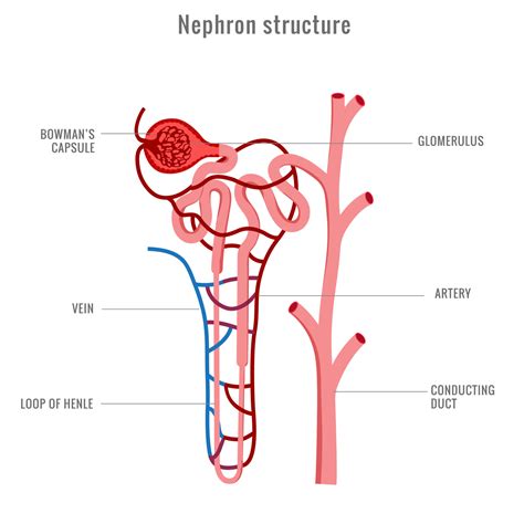 Structure Of Nephron In Kidney Vector Illustration Vector Art At Vecteezy