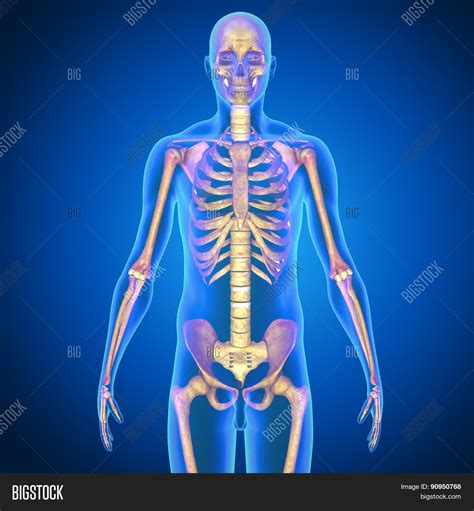 Human Body Entire Image And Photo Free Trial Bigstock
