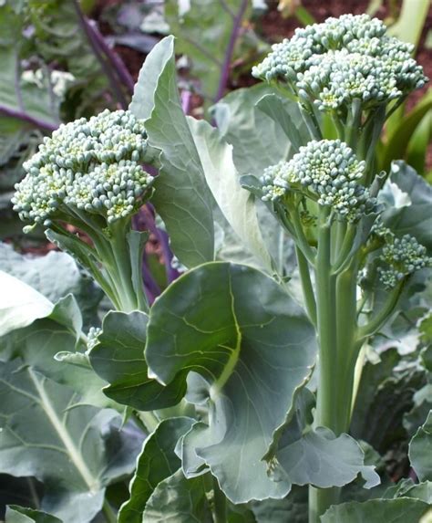 Baby Broccoli Plants Plants Bs