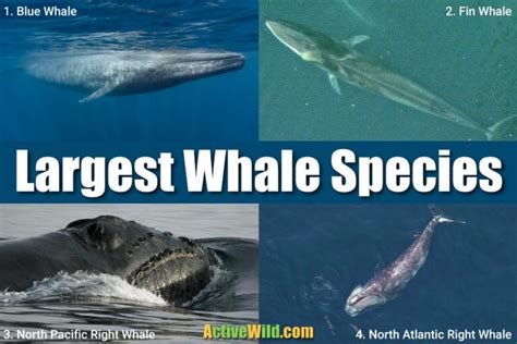 The Top Ten Largest Whale Species With Pictures And Amazing Facts