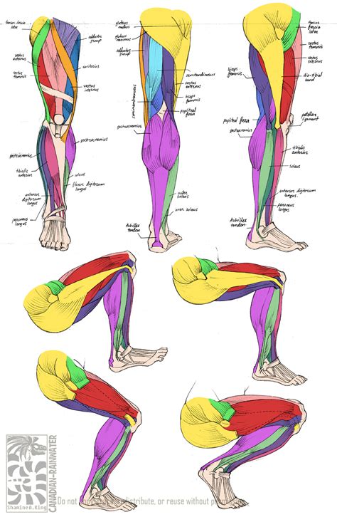 Leg Muscle Diagram Posterior View Of A Left Leg Mapping The Location