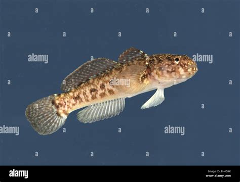 Rock Goby Gobius Paganellus Stock Photo Alamy