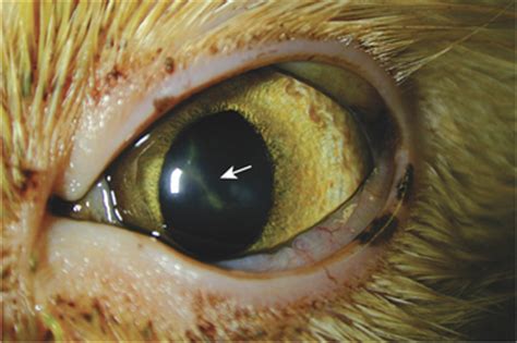 For cats, eye irritants can include strong fragrances, such as perfume, cleaning chemicals, tobacco smoke and dust. Cornea | Veterian Key