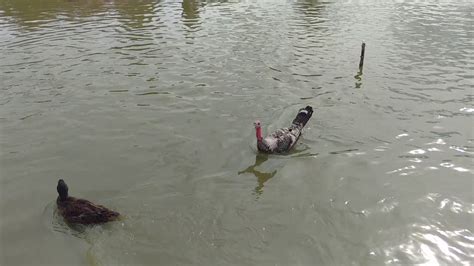 Swimming Turkey Thinks Its A Duck Youtube
