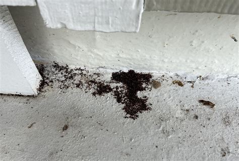 Are These Drywood Termite Droppings Florida Rpestcontrol