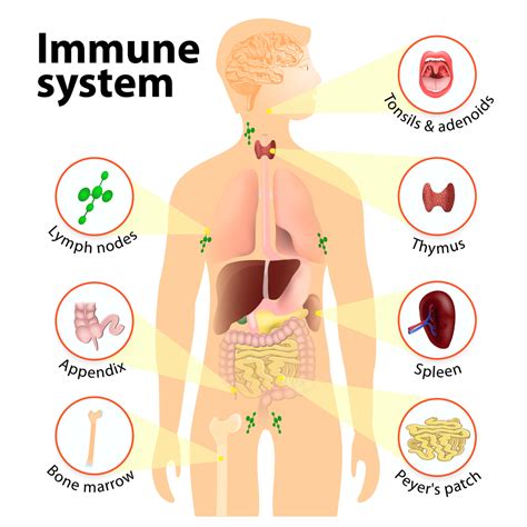 Immune System Diseases Types Symptoms Prevention Stdgov Blog