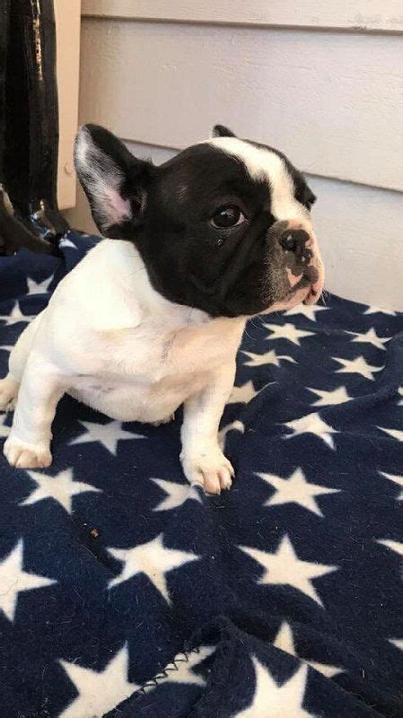 The victorian bulldog was developed in the late 1980s by a breeder looking to bring back the victorian bulldog needs a moderate amount of exercise. French bulldog Breeders near Me | Bulldog puppies for sale ...