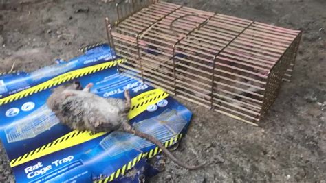 Pensioner Resorts To Shooting Rats With Air Rifle As Rodents Infest