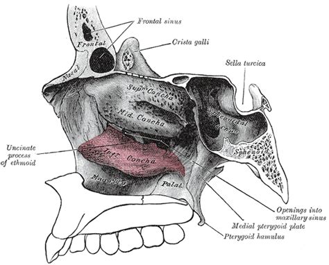 All About Revision Rhinoplasty Nasal Anatomy And Function